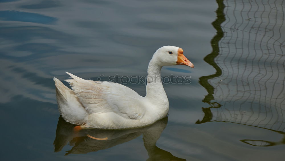 Similar – Image, Stock Photo sea bird Seagull White