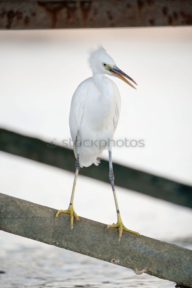 taking a walk Natur Tier