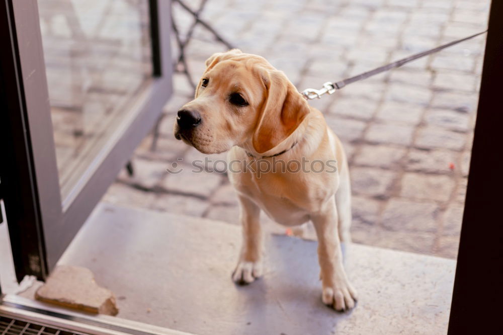 Image, Stock Photo The Chinese Dog Kitchen