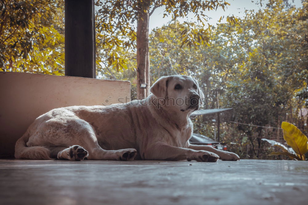 Similar – Funny dog near shabby building on street