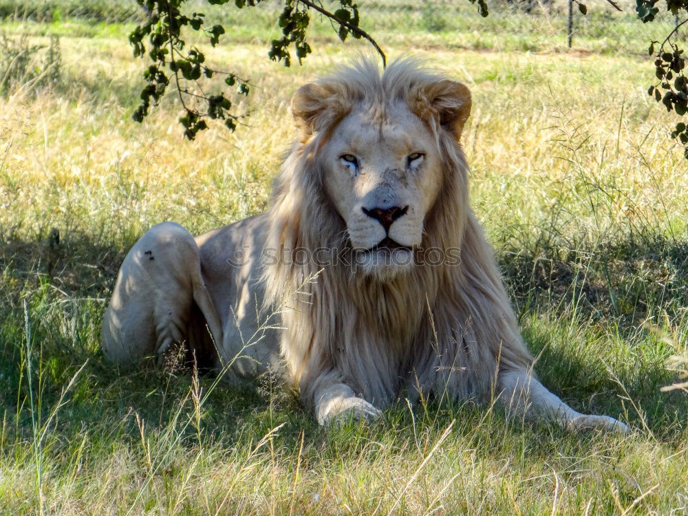 Similar – Image, Stock Photo White lioness in high grass