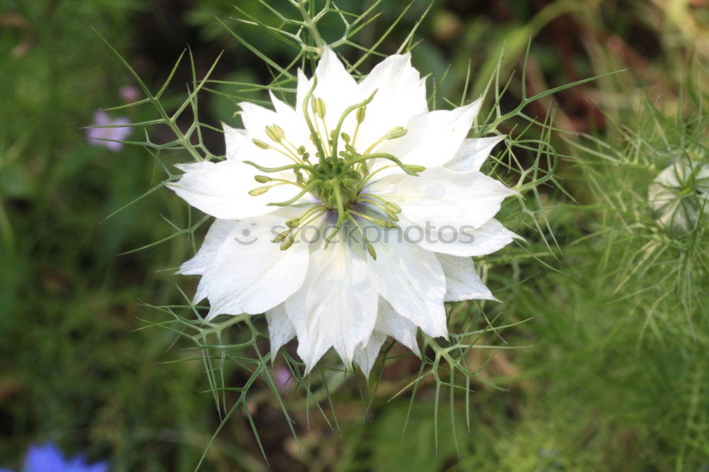 nigella damascena Plant