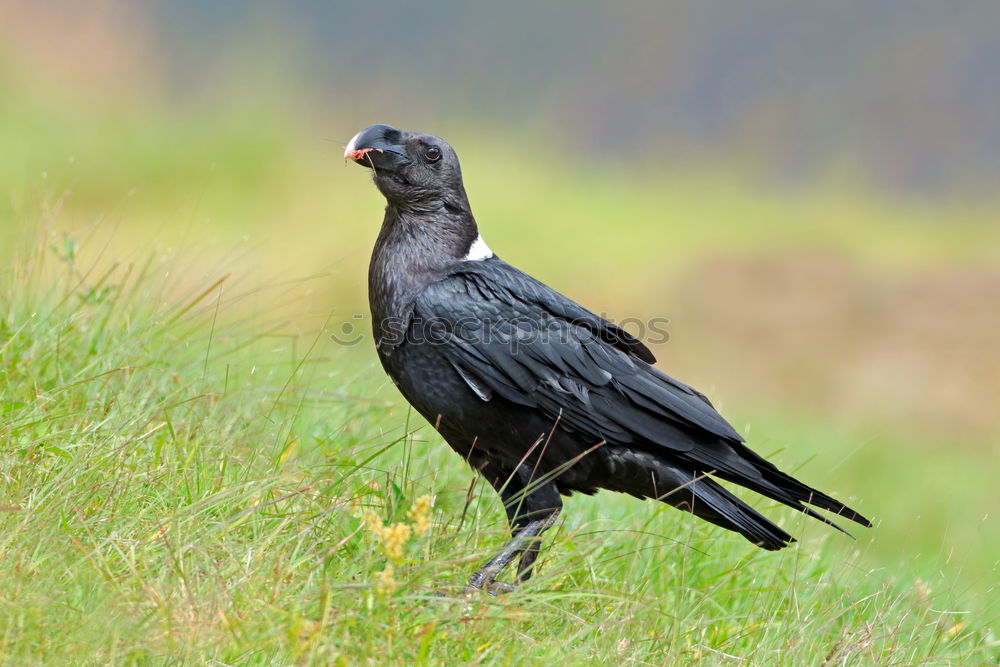 Similar – Foto Bild Armes Würmchen Amsel