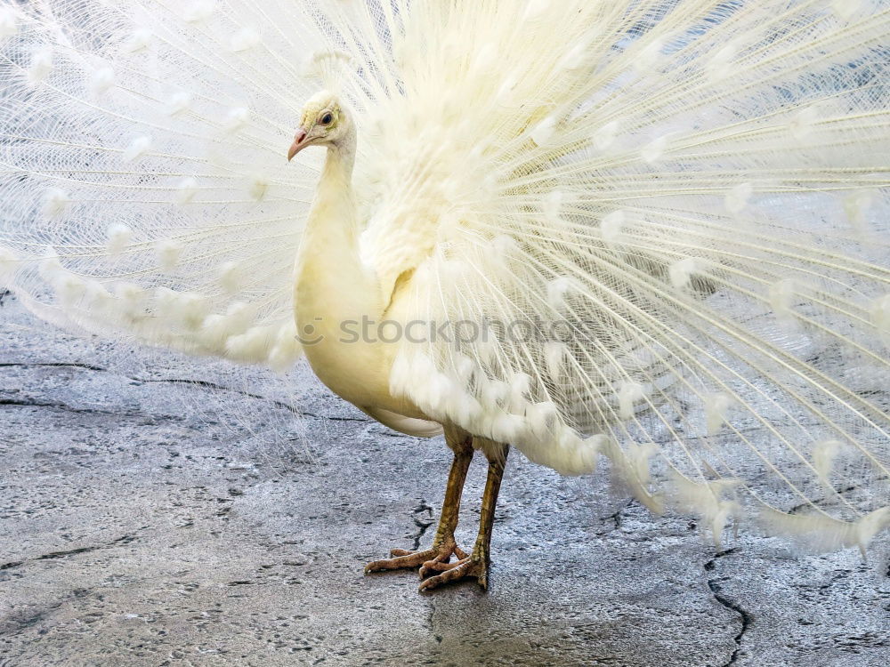 Similar – white Animal Bird 1