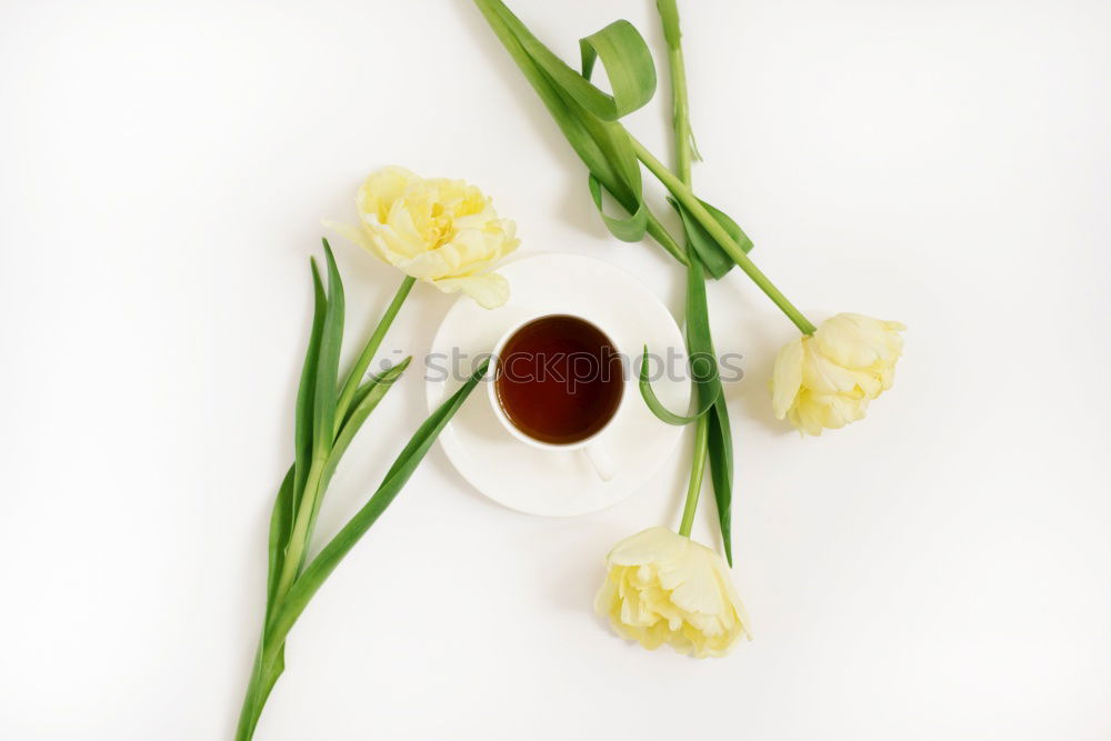 Similar – Beautiful gardenflowers on light green background