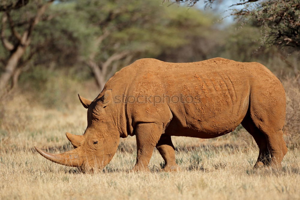 Similar – Image, Stock Photo rhinoceros Environment