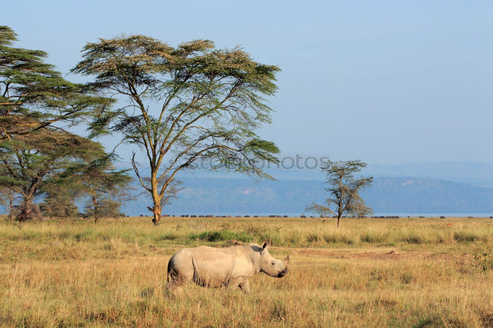 Similar – Image, Stock Photo Africa Nature Landscape