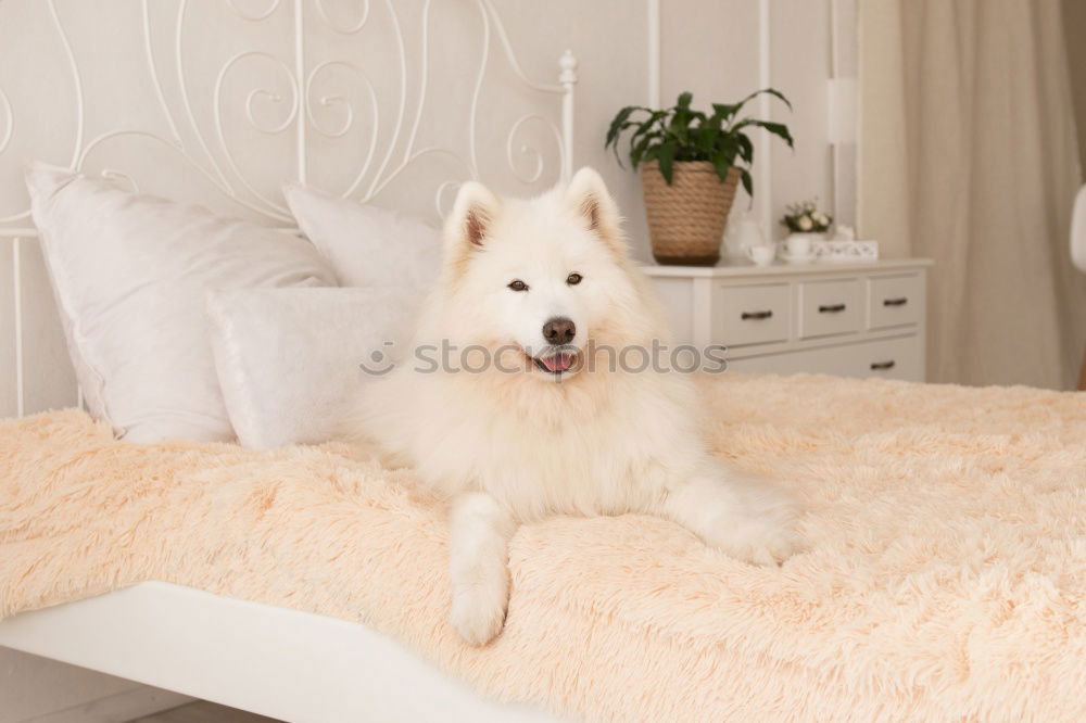 Similar – Image, Stock Photo colour harmony Animal Dog