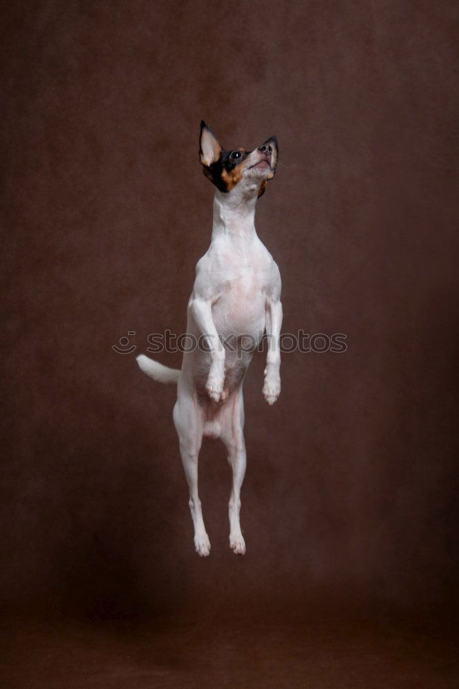 Similar – Image, Stock Photo Boston Terrier Beach Ocean