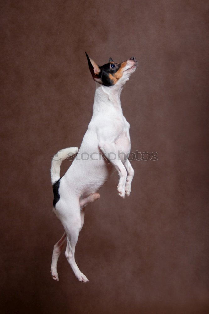 Similar – Image, Stock Photo Boston Terrier Beach Ocean