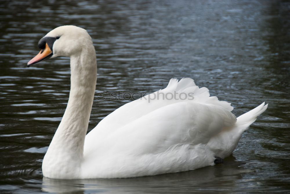 Similar – weißer Klecks auf grün