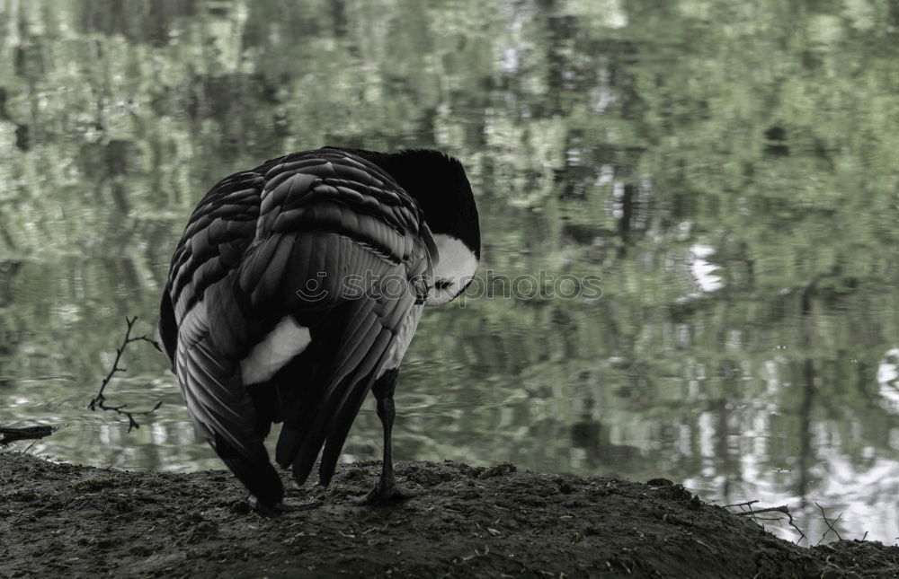 Similar – Image, Stock Photo broken wings Angel