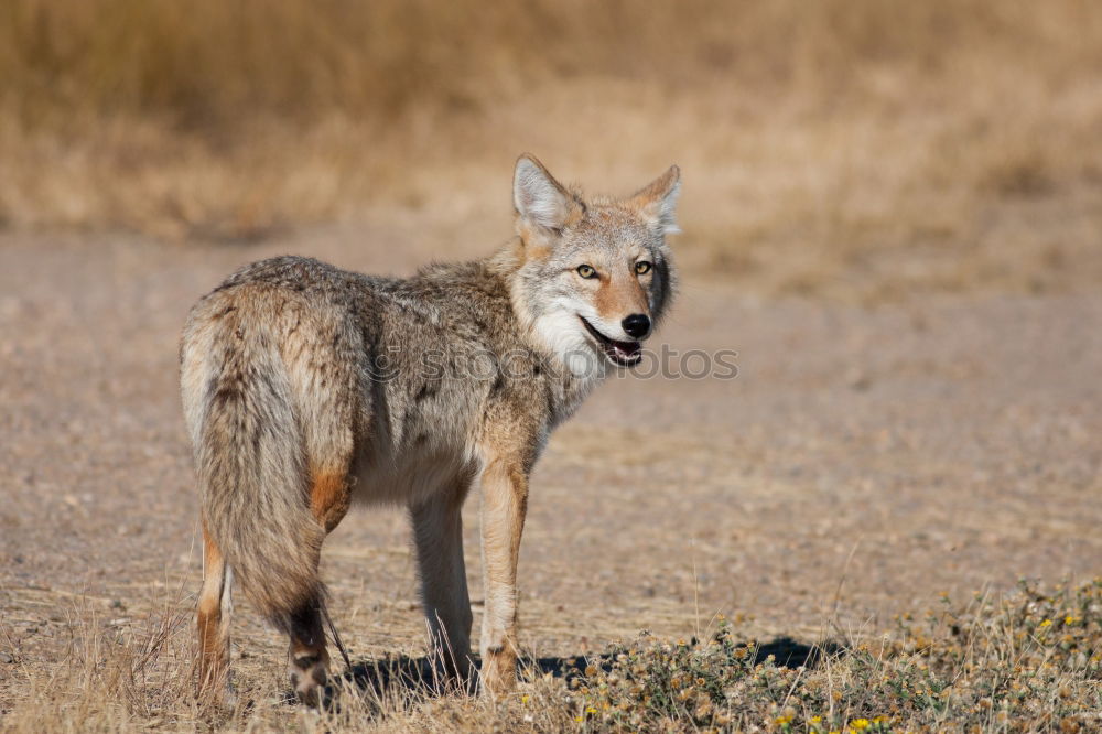 Similar – jackal Grass Bushes