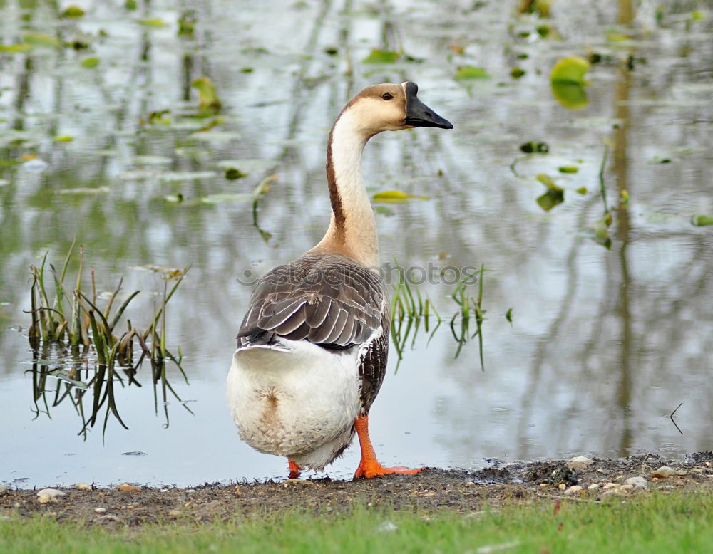 Similar – Foto Bild Tiefkühlkost….. Gans