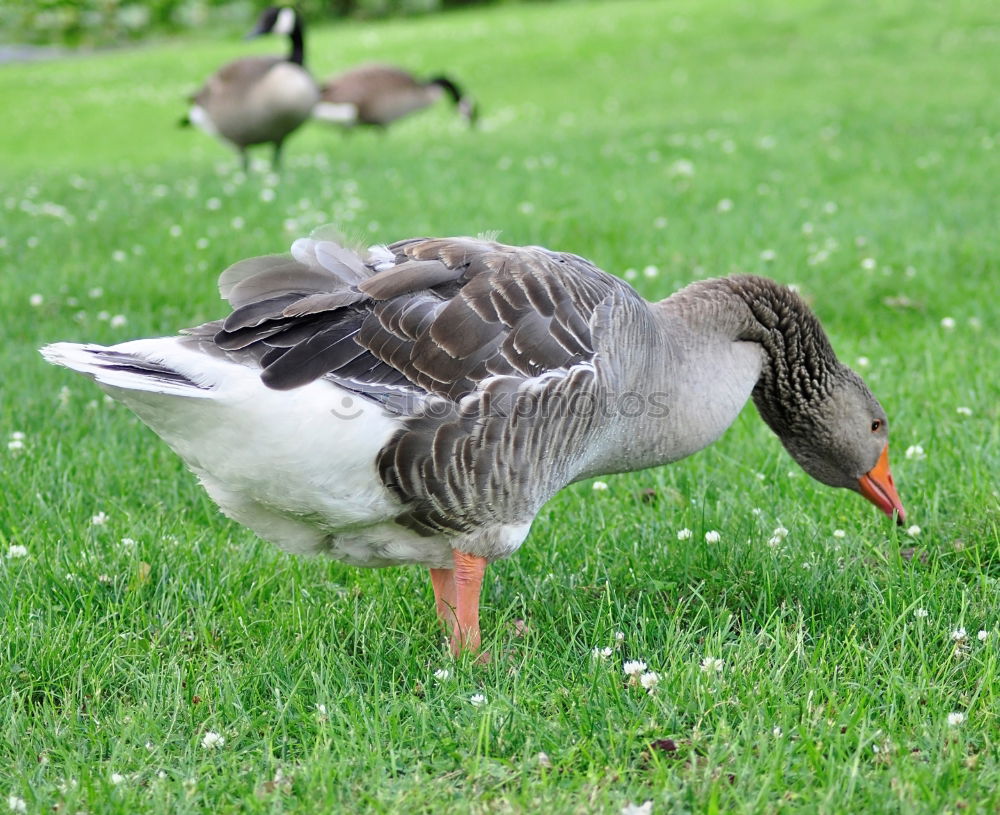 Similar – Image, Stock Photo Easterpel Drake Meadow