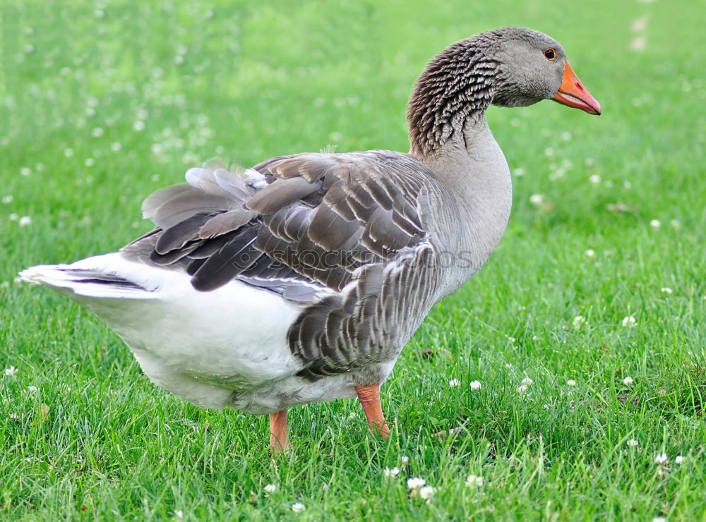 Similar – Foto Bild Sitting Duck Natur Vogel