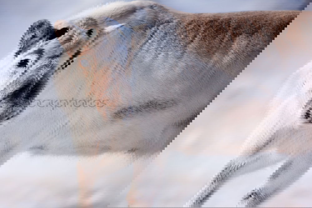 Similar – Image, Stock Photo Goat with big horns Goats