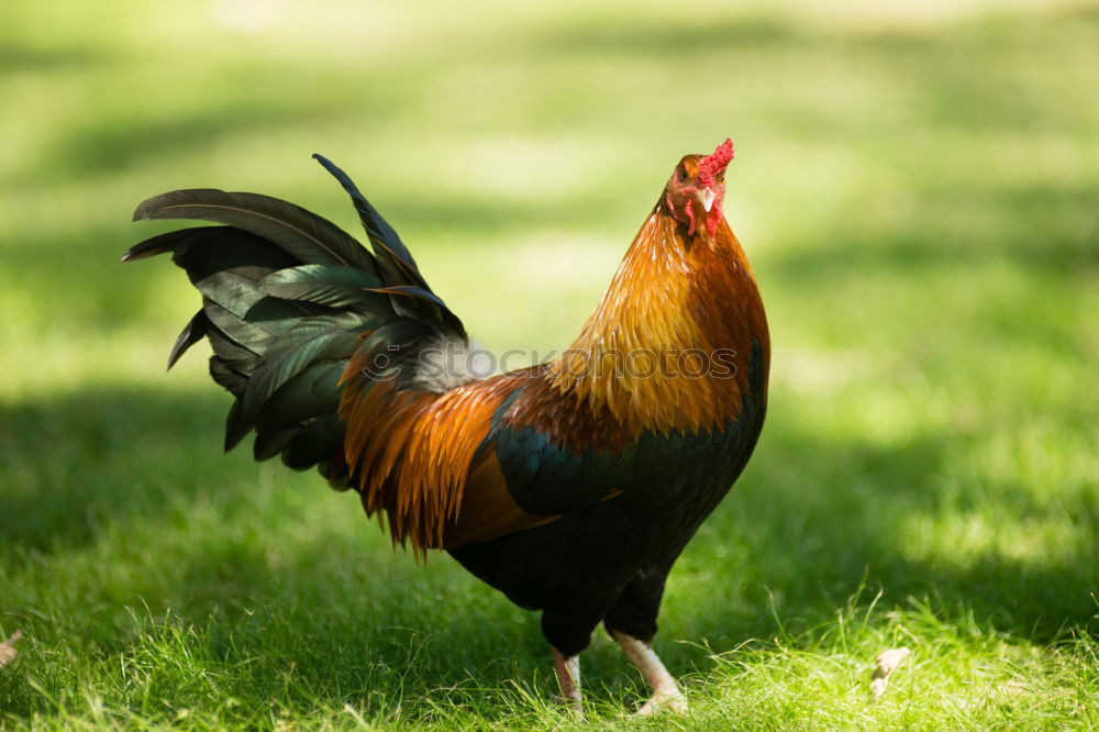 rooster singing in the morning