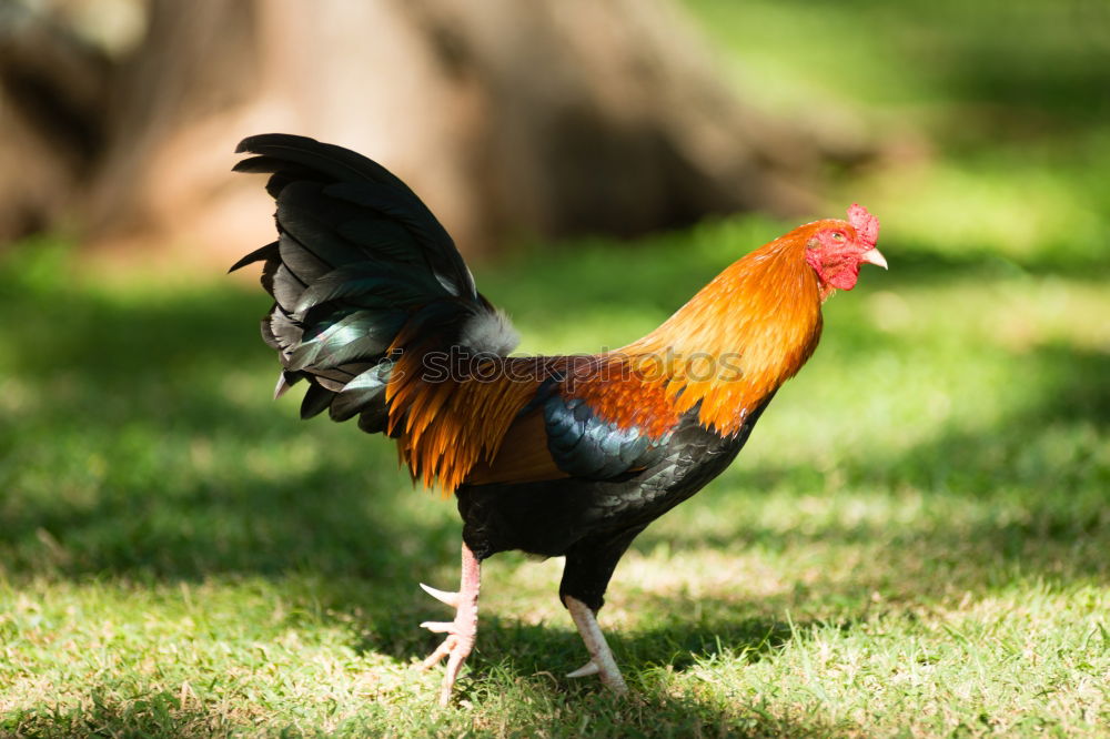 Similar – Colourful cock Food Meat