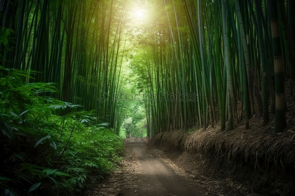 Similar – Image, Stock Photo Hiker in forest with hands up