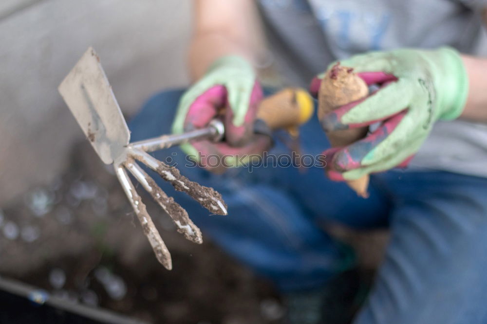 Similar – Planting potatoes in small garden