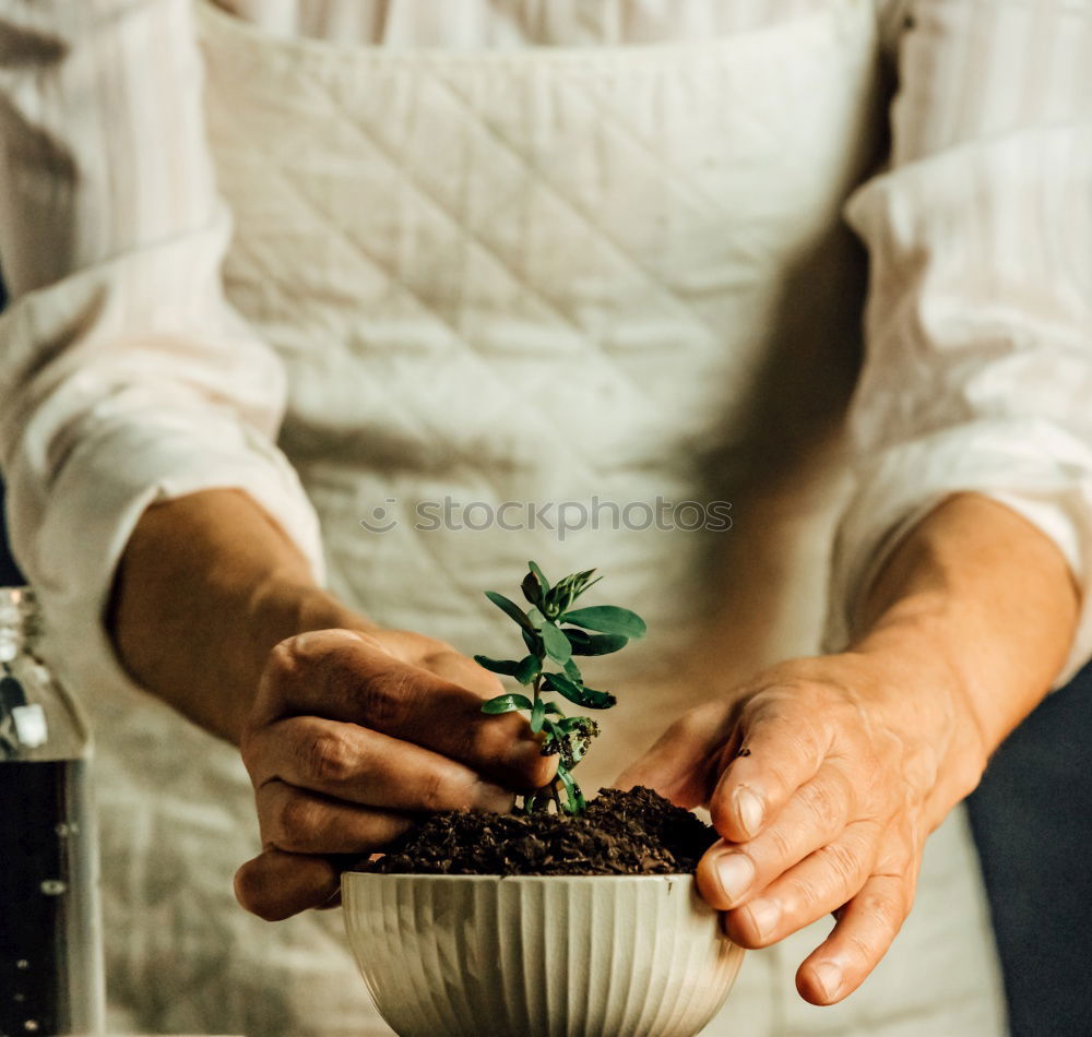 Similar – Image, Stock Photo Woman’s hands transplanting plant.