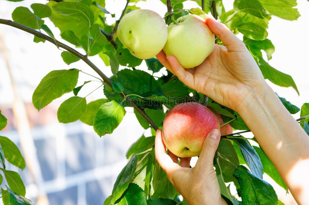 Similar – Image, Stock Photo freshly picked apple with stalk and leaves lies in the wet grass, in the background a wicker basket with many apples