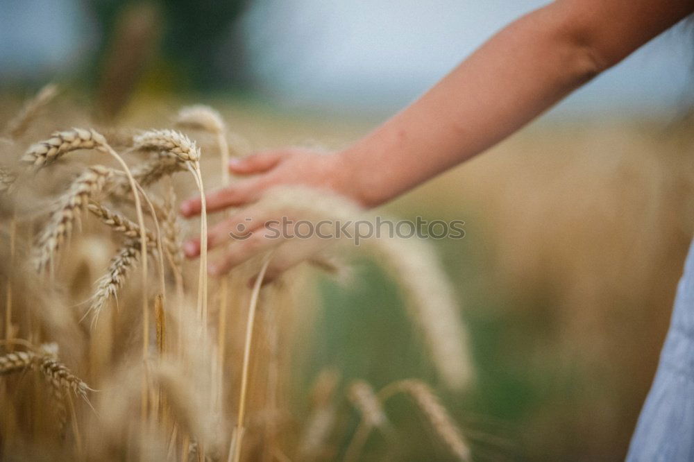 Similar – Image, Stock Photo gleamb Food Grain