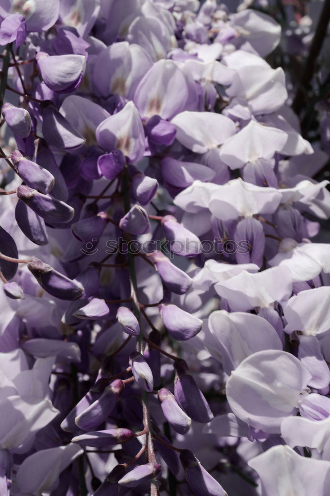 Similar – Lavender in France