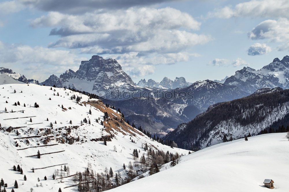 Similar – Christmas tree line Nature