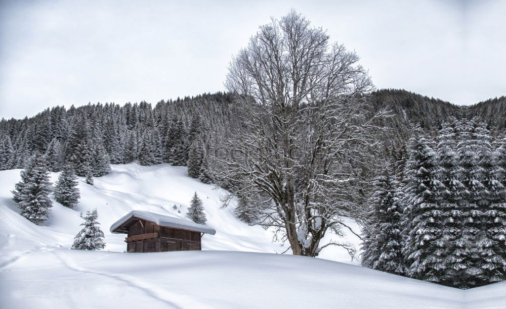 Similar – Image, Stock Photo altitude Forest Winter