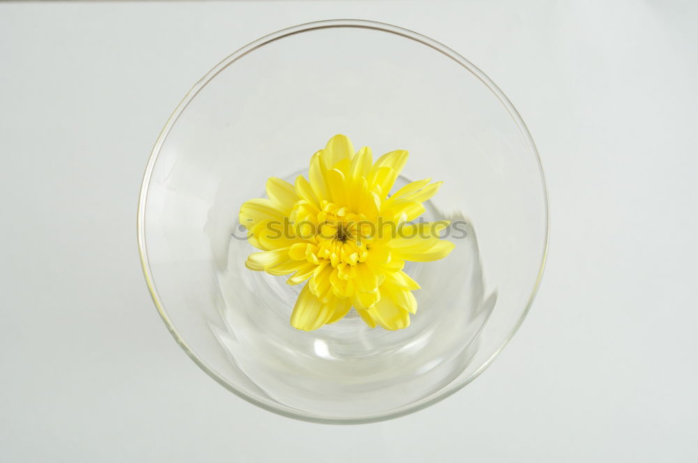 Image, Stock Photo white primrose in cup with water