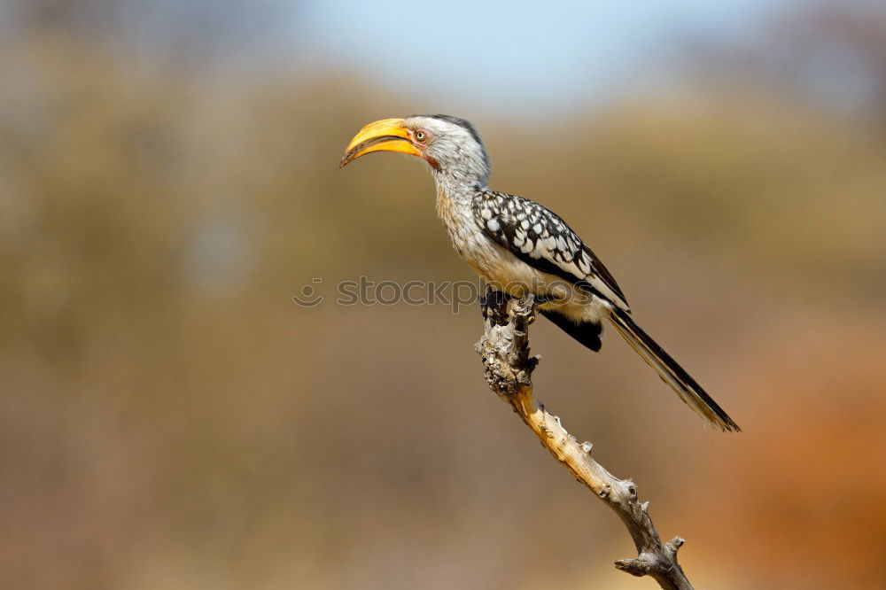 Image, Stock Photo Southern Yellow-billed Hornbill