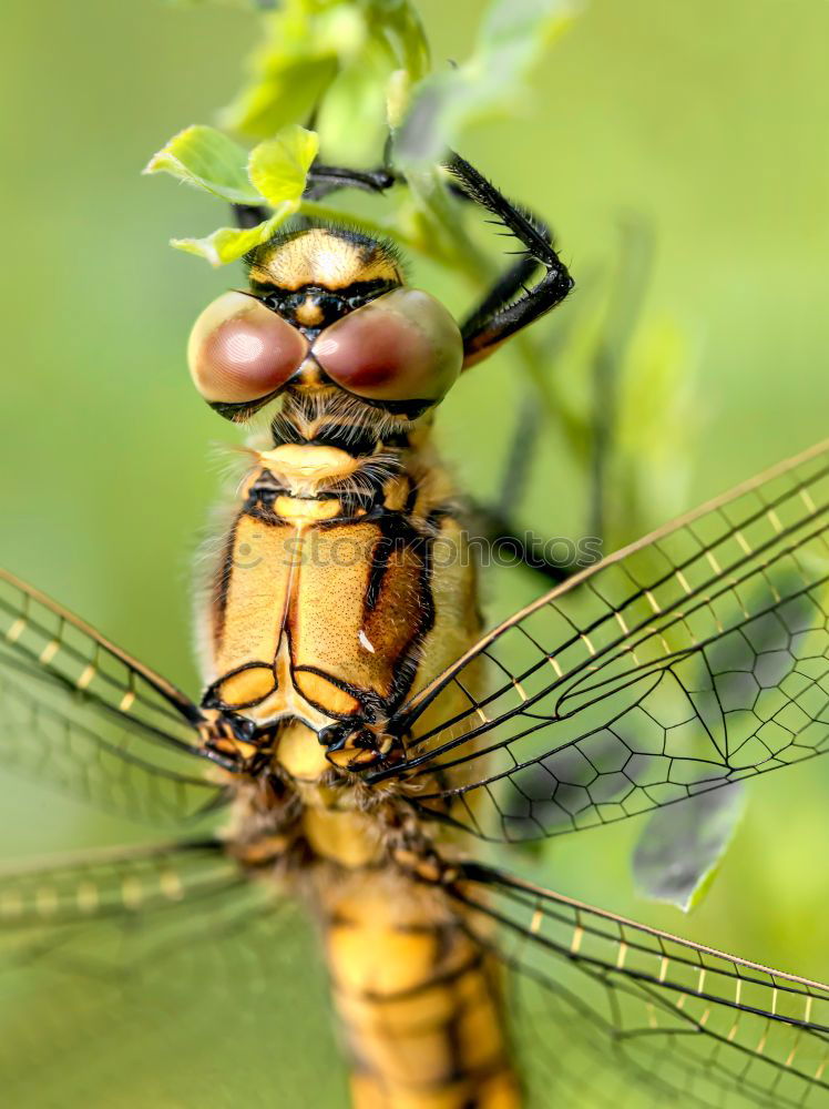 Similar – Dragonfly Macro Portrait In Nature