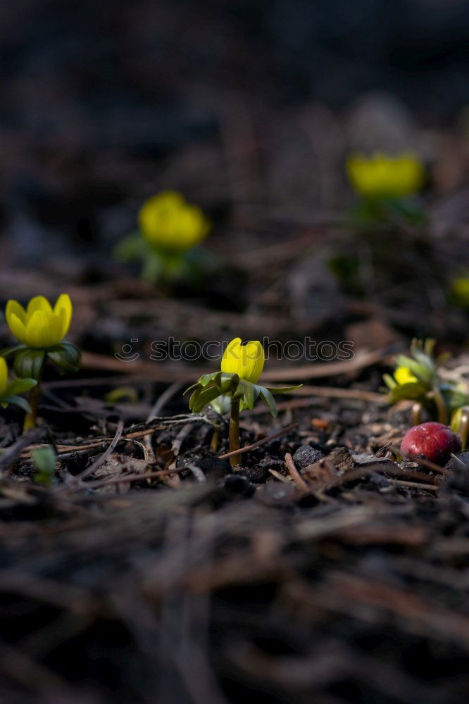 Similar – Foto Bild ich hab den Frühling gesehen