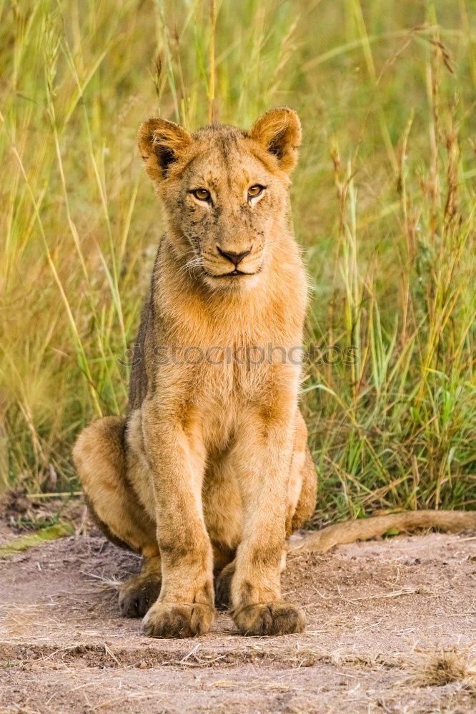 Similar – Image, Stock Photo Lion lying in the grass gaggling