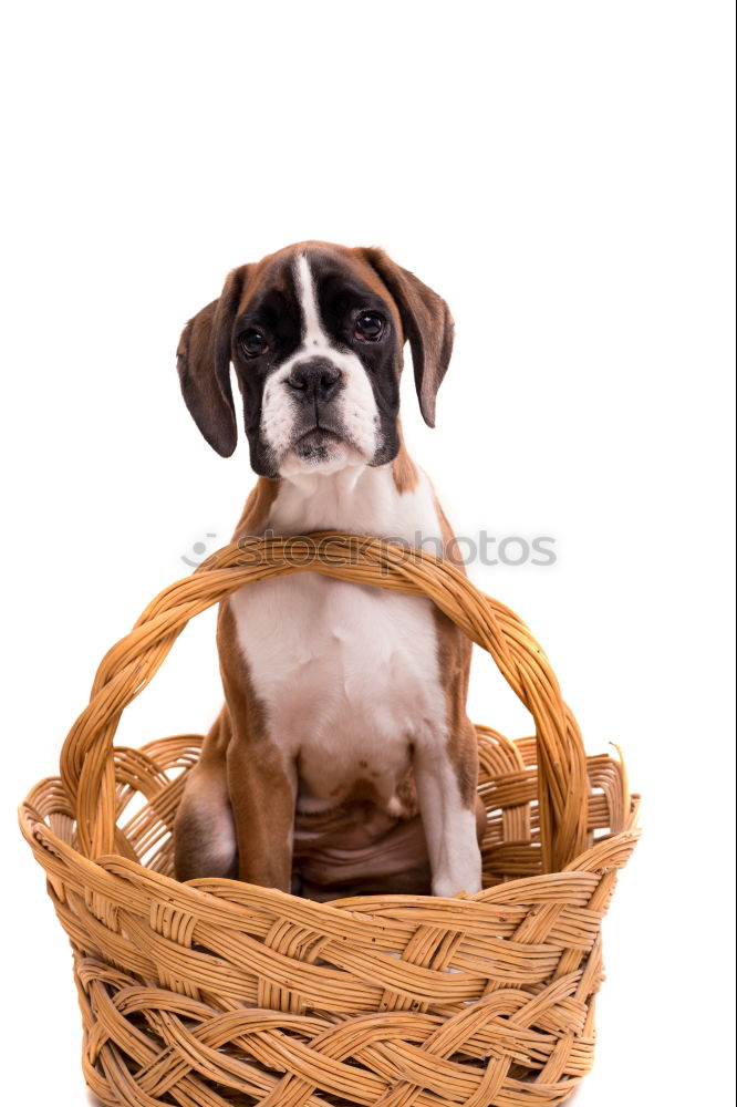 Similar – Image, Stock Photo Boston Terrier puppy at the excursion