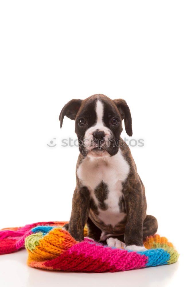 Similar – portrait of a cute dog sitting on bed with a red heart.