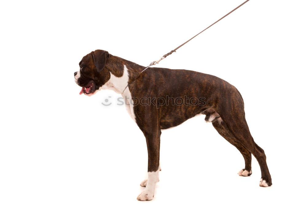 Similar – Image, Stock Photo bull terrier Animal Pet