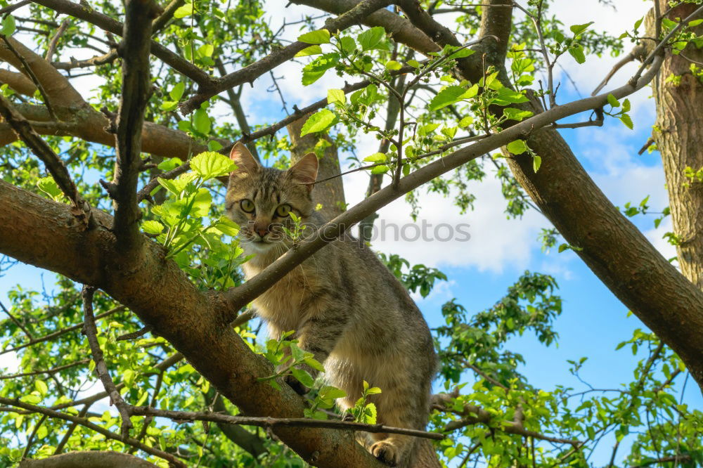 Similar – Image, Stock Photo Cat sitting on a tree between leaves