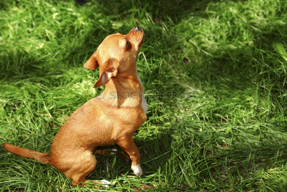 Similar – Foto Bild Katzenkuh Freude