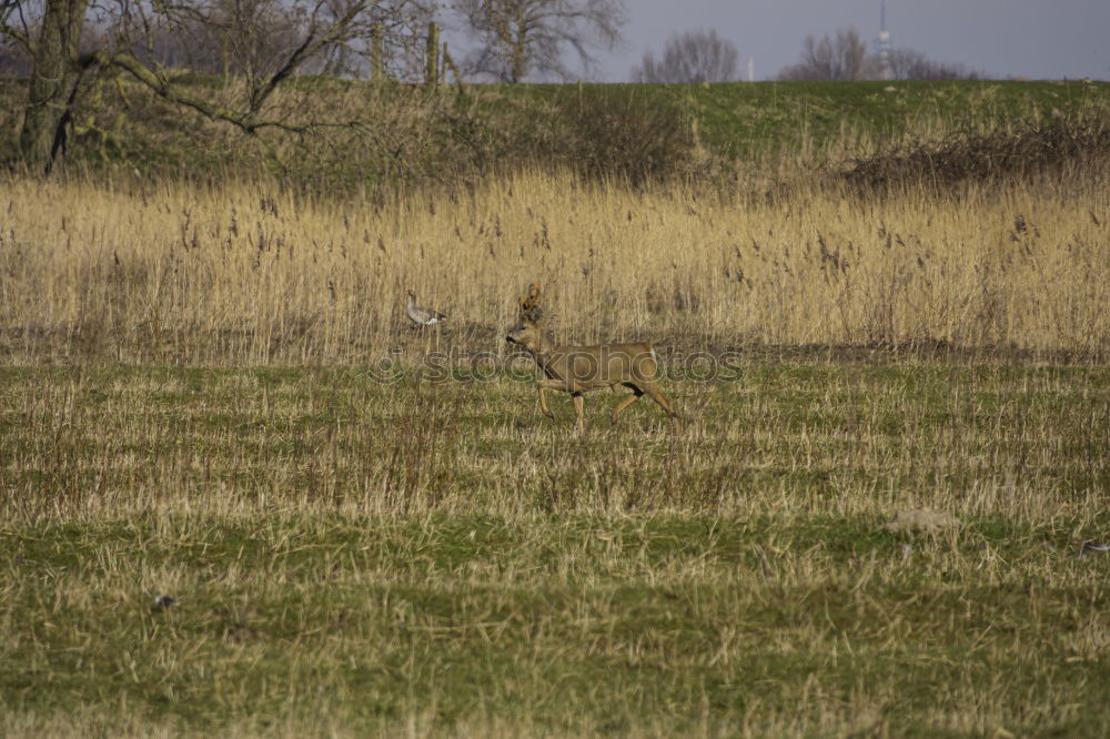 Similar – Gänsemorgen Umwelt Natur