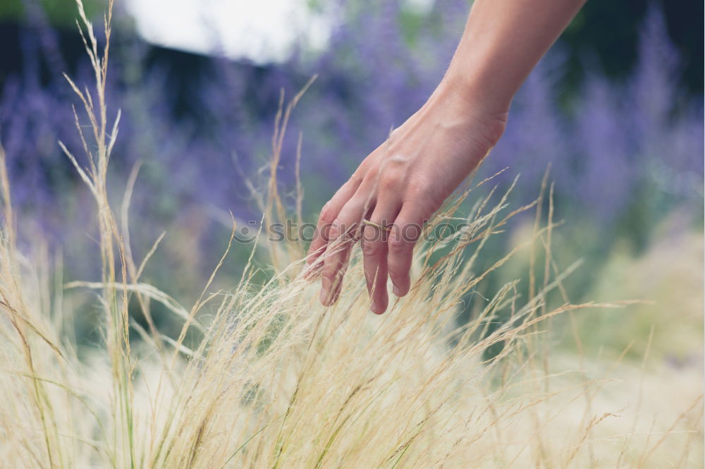 Image, Stock Photo Picking lavenders