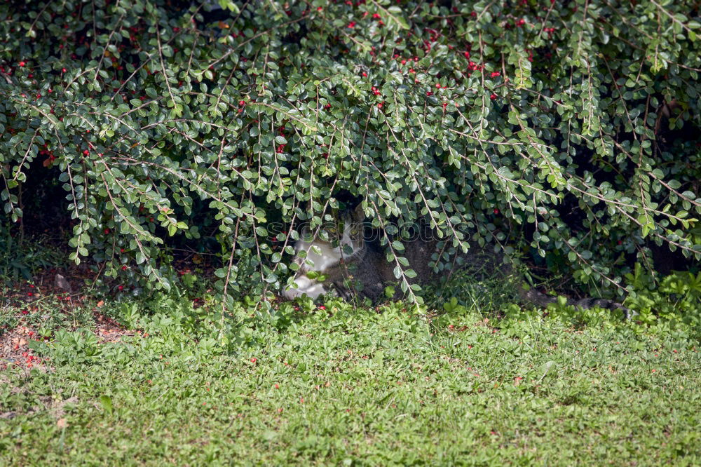 Similar – Koala sleeping in a tree.