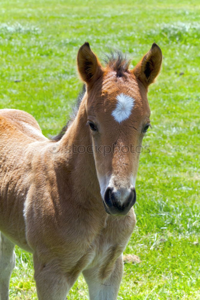 Similar – Przewalski’s foal Spring