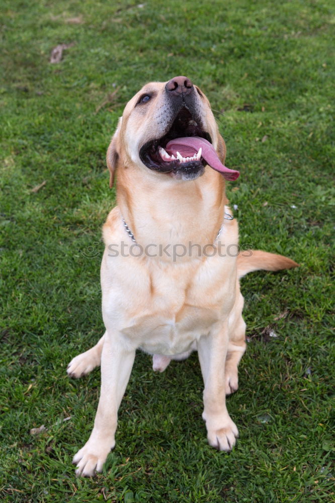 Image, Stock Photo pugilists Colour photo