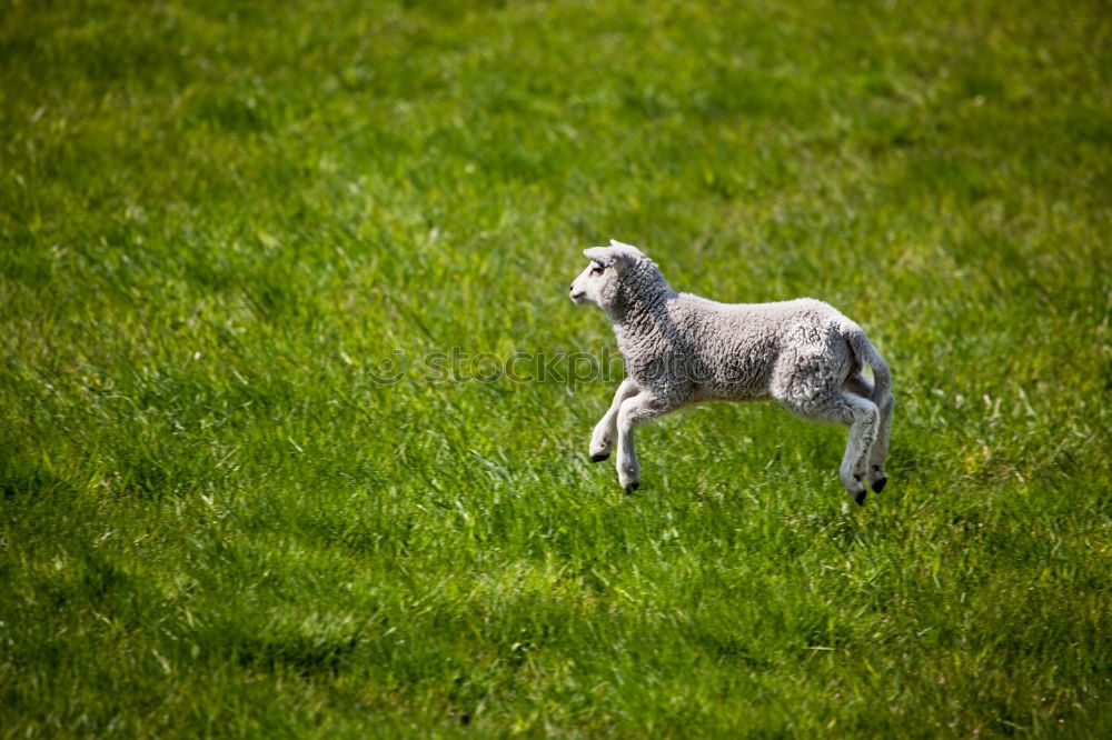 Similar – The sheep sees the camera