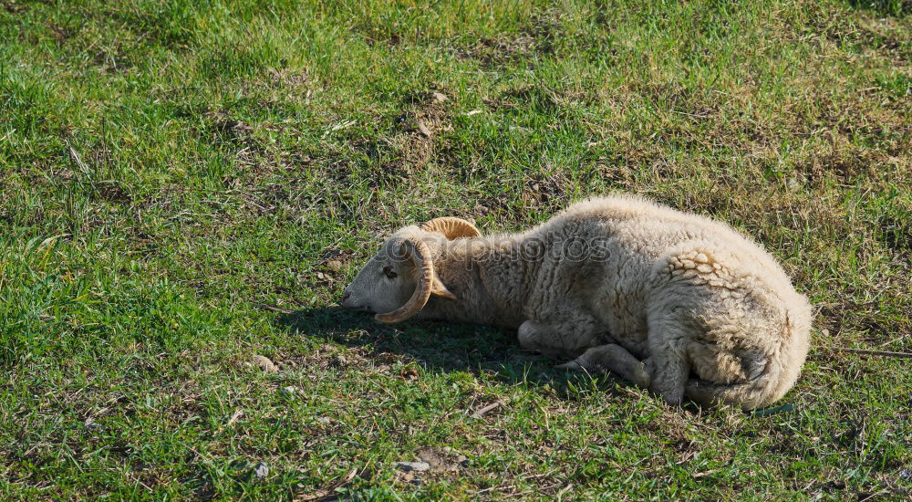 Similar – Image, Stock Photo Brown bear (Ursus arctos)