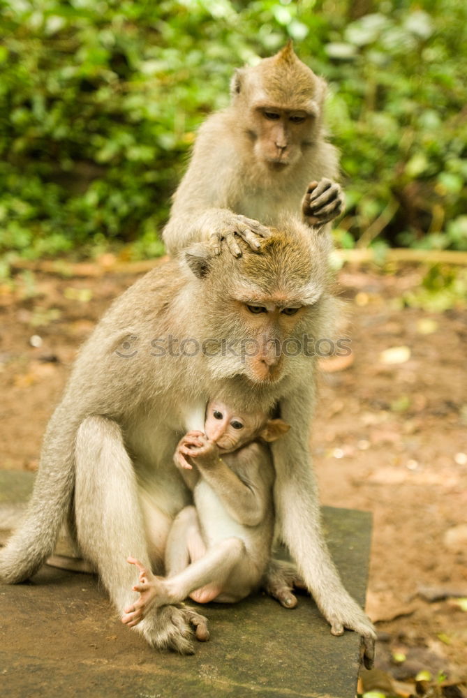 Similar – Image, Stock Photo Bali Monkeys Environment