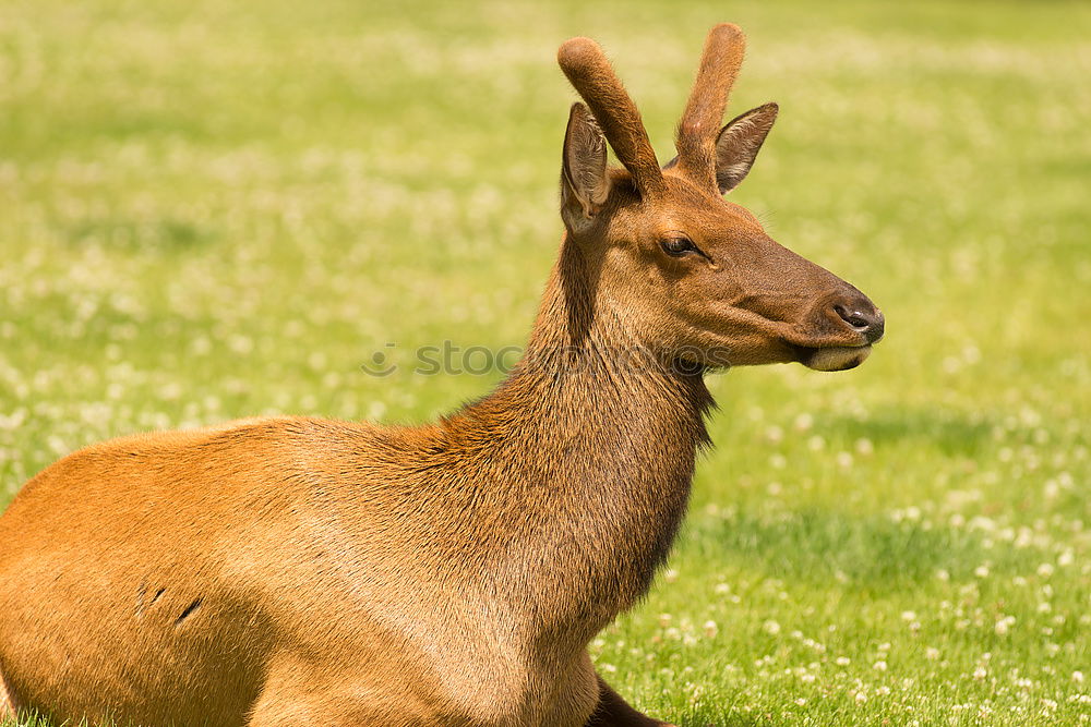 Similar – anmut Natur Tier Park